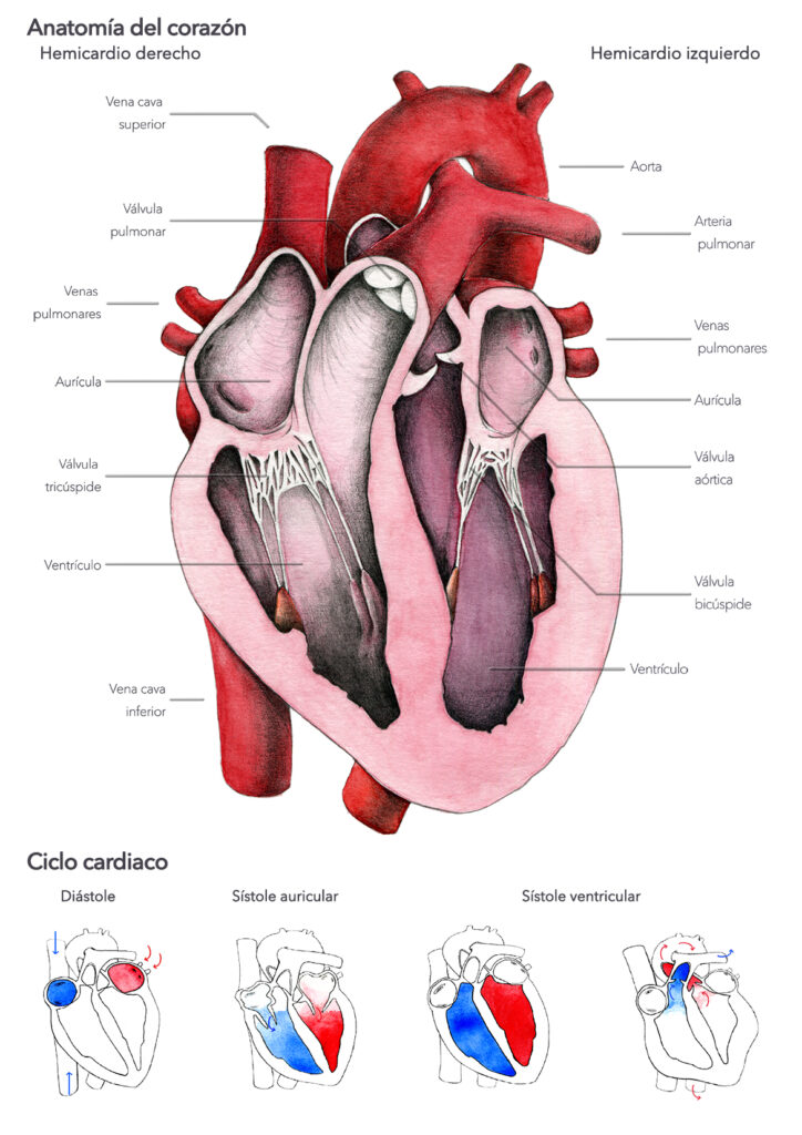 Modelo anatómico del corazón - Análisis 2023
