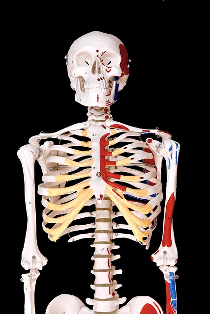 modelo anatómico esqueleto humano